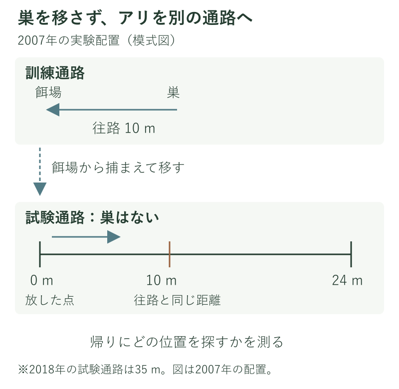 訓練では巣から餌場まで10m歩き、餌場から別の24mの試験通路の0m地点へアリを移す配置図