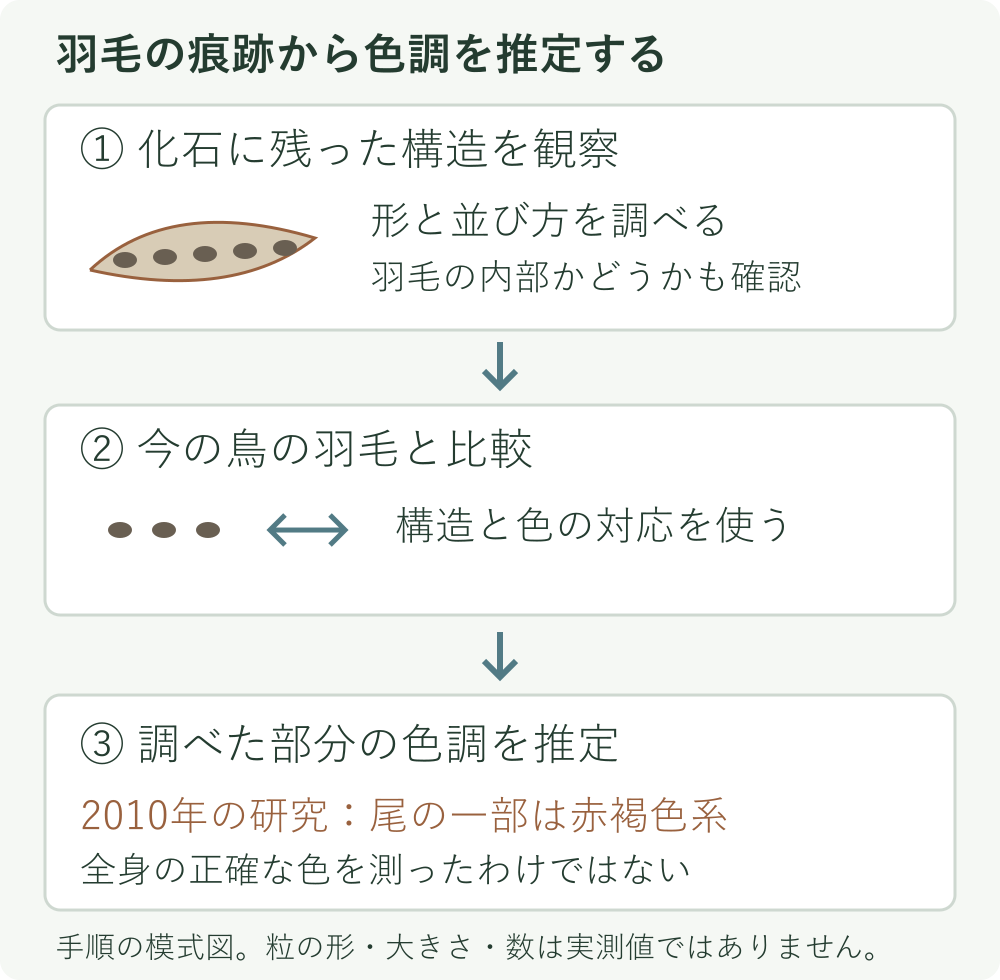 化石の構造を観察し、現生の鳥と比較して、調べた部分の色調を推定する三段階。