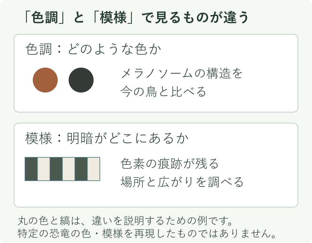 色調は構造と現生の鳥を比べて推定し、模様は色素の痕跡が残る場所と広がりから調べる。