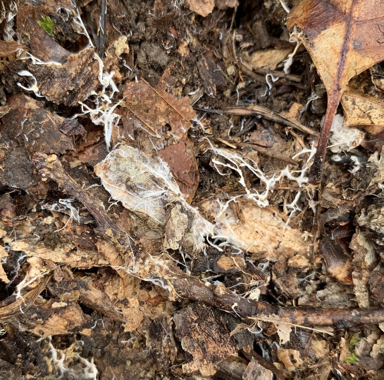 茶色い落ち葉や木片の間を、白い糸状の菌糸体が枝分かれして広がる実物写真