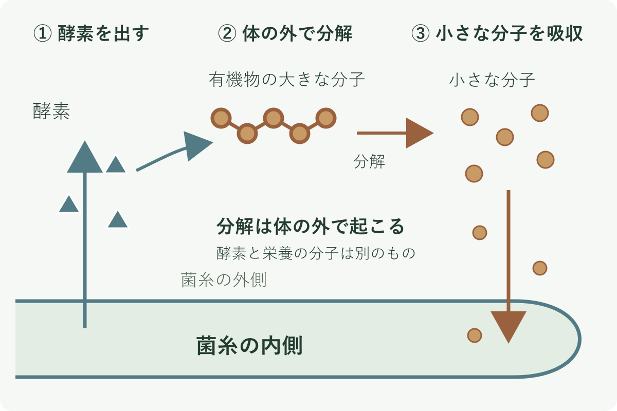 菌糸から酵素が外へ出て有機物を分解し、小さな分子になった栄養が菌糸の内側へ入る模式図