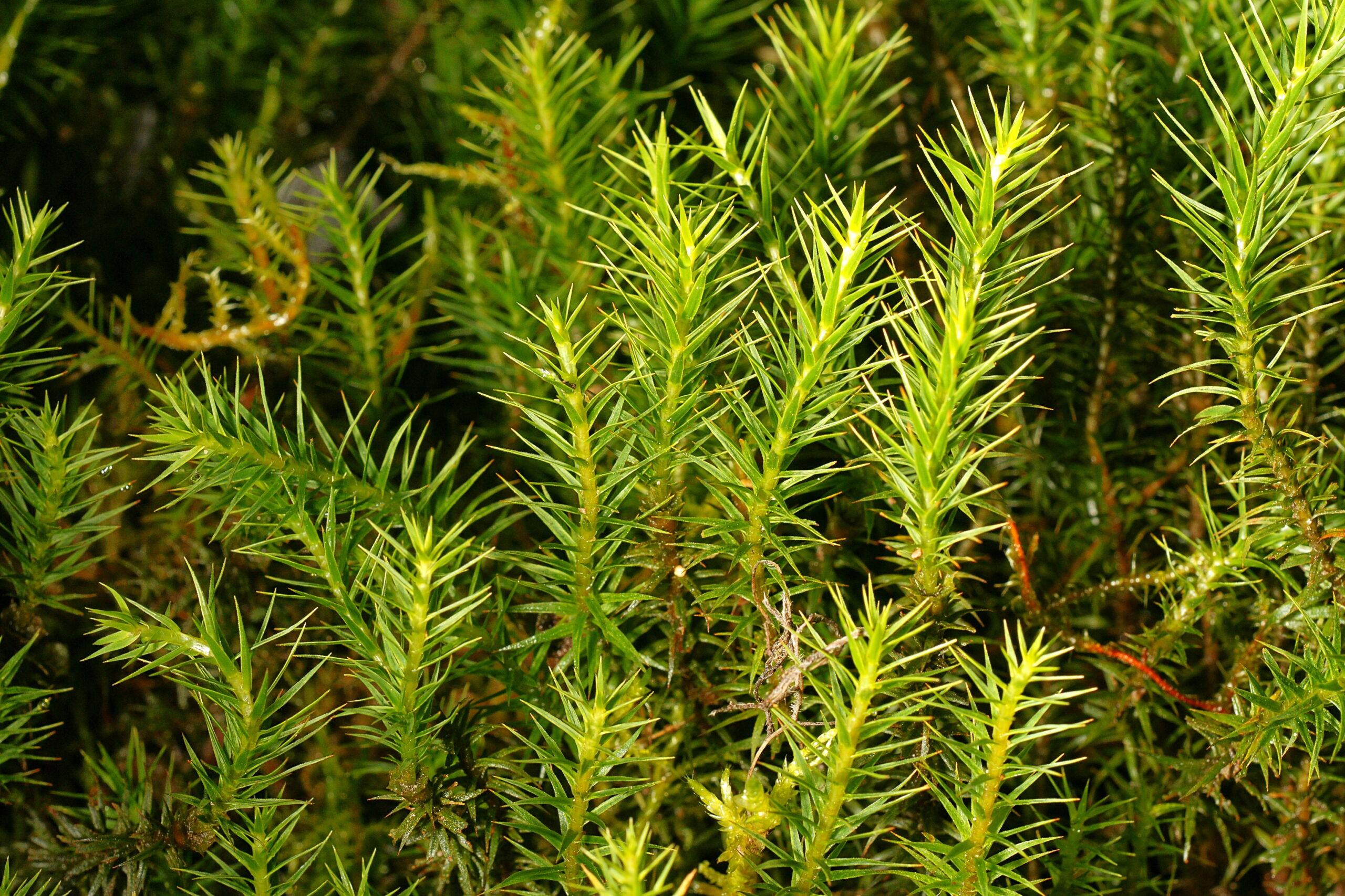 茎の周りに細長い緑の葉が並ぶコケ Polytrichum formosum