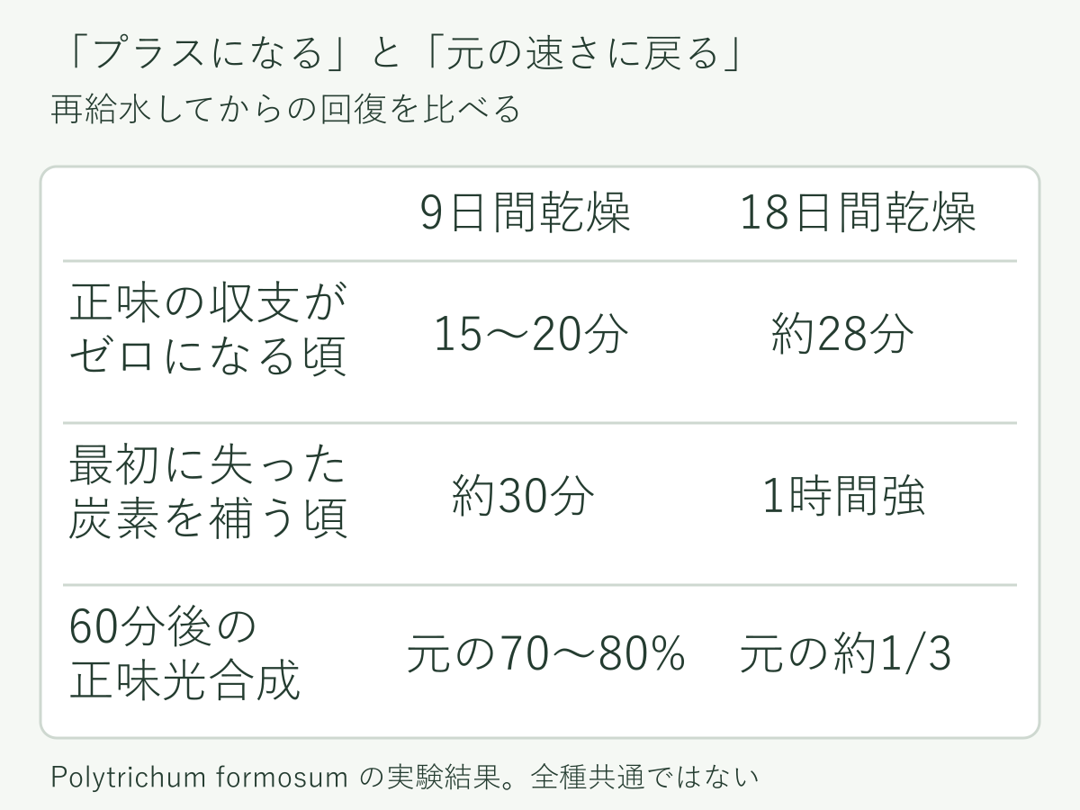 9日乾燥では収支ゼロまで15〜20分、18日では約28分。60分後の正味光合成はそれぞれ乾燥前の70〜80%、約3分の1